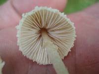 Lepiota clypeolaria image