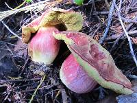 Boletus smithii image