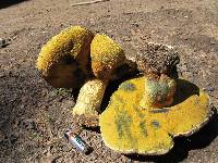 Boletus coniferarum image