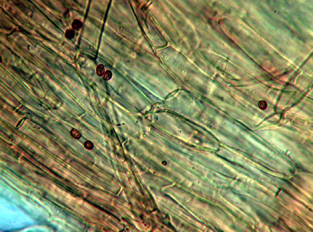Gymnopilus underwoodii image