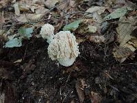 Ramaria cinereocarnea image