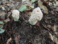 Ramaria cinereocarnea image