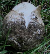 Amanita suballiacea image