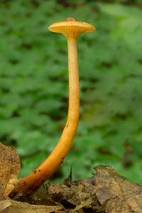 Lactarius camphoratus image