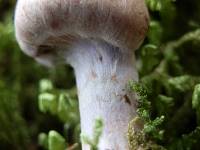 Cortinarius dionysae image