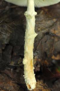Lepiota clypeolaria image
