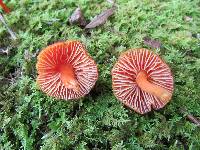 Hygrocybe miniata image