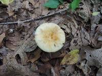 Russula fragrantissima image