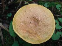 Pulveroboletus ravenelii image