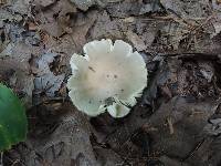 Russula modesta image