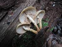 Pholiota squarrosoides image