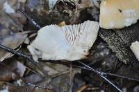 Amanita crocea image