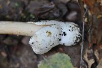 Amanita crocea image