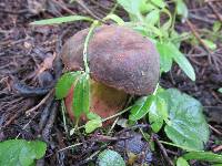 Boletus smithii image