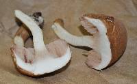 Tylopilus felleus image