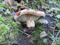 Paxillus involutus image
