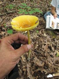 Amanita banningiana image