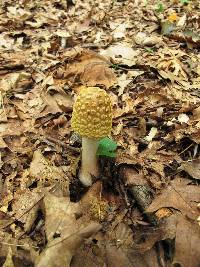 Amanita flavorubescens image