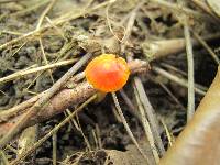 Hygrocybe miniata image