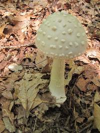 Amanita canescens image