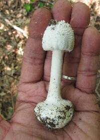 Amanita abrupta image