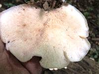 Lentinellus ursinus image