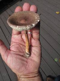 Leucoagaricus americanus image