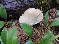 Tricholoma inamoenum image