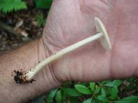 Amanita amerifulva image