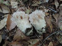 Ramaria cinereocarnea image