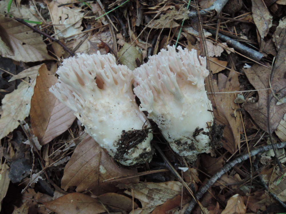 Ramaria cinereocarnea image