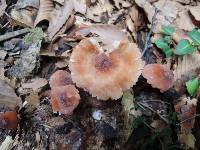 Marasmius cohaerens image