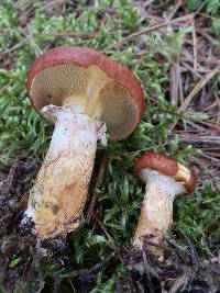 Suillus glandulosus image