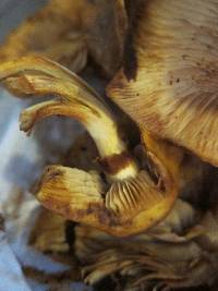 Gymnopilus luteus image