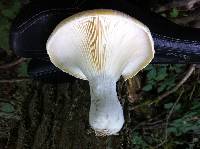 Pleurotus dryinus image