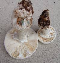 Amanita subcokeri image