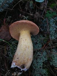 Suillus hirtellus image