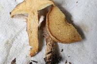 Suillus salmonicolor image