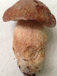 Boletus variipes image