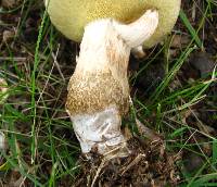 Boletus pallidus image