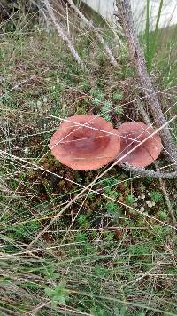 Lactarius helvus image