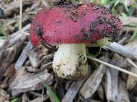 Russula xerampelina image