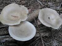 Ampulloclitocybe clavipes image