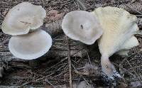 Ampulloclitocybe clavipes image