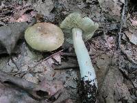 Tricholoma palustre image