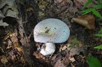 Cortinarius lilacinus image