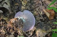 Cortinarius lilacinus image