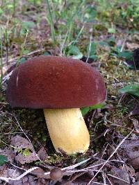 Boletus auripes image