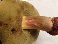 Boletus miniato-olivaceus image