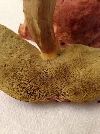 Boletus miniato-olivaceus image